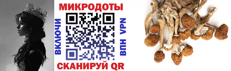 MEGA Каменногорск Псилоцибиновые грибы MAGIC MUSHROOMS